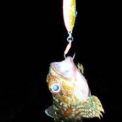 ハマチと呼んでいいでしょうか？