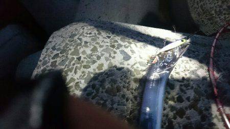 満員御礼 小太刀狩り