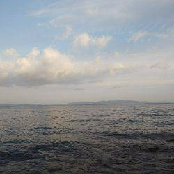 初のアオリイカ