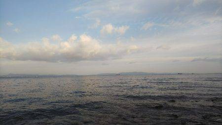 初のアオリイカ