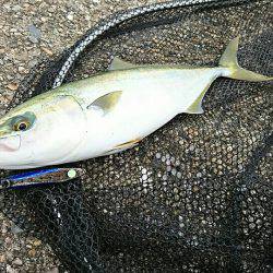 ゼッタイ30ハマチ