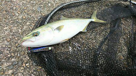 ゼッタイ30ハマチ