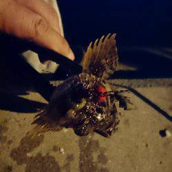 アジを求めて・・・