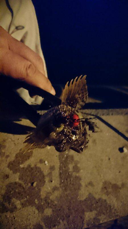 アジを求めて・・・