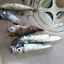 エギでケンサキイカ、サビキでアジ