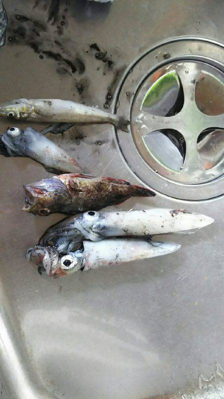 エギでケンサキイカ、サビキでアジ