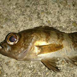 アジングのはずが？。