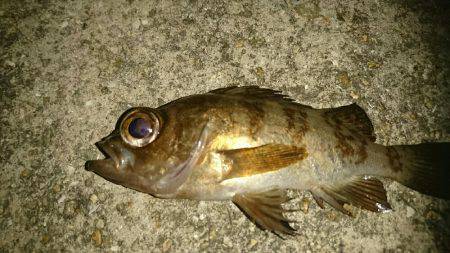 アジングのはずが？。