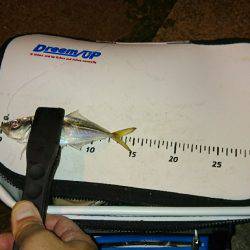 短時間アジング