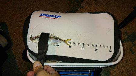 短時間アジング