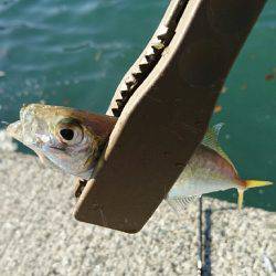 台風一過のアジングは高活性でした。