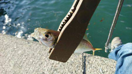 台風一過のアジングは高活性でした。