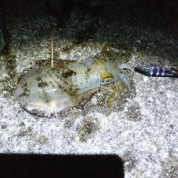 サイズがよくなってきましたね♪