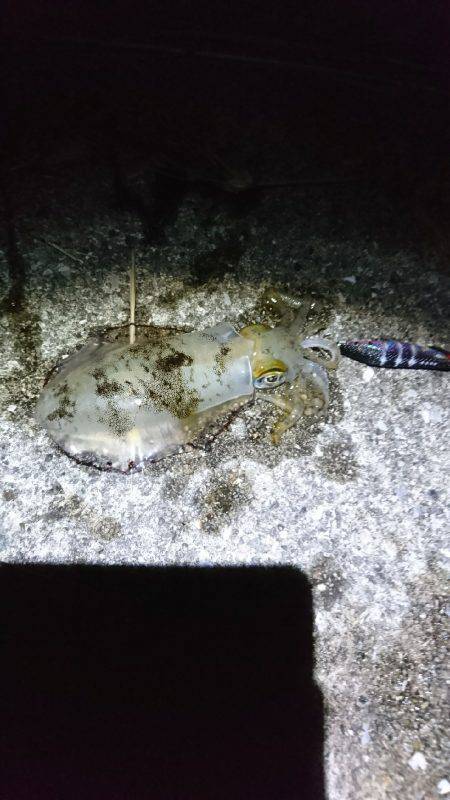 サイズがよくなってきましたね♪