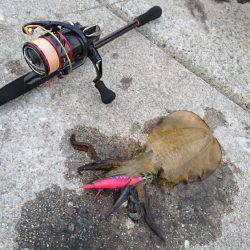 新子、ケンサキ調査