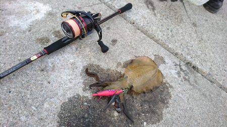 新子、ケンサキ調査