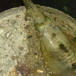 台風前のエギング