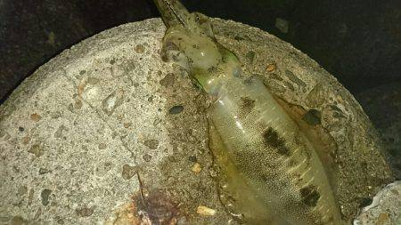 台風前のエギング