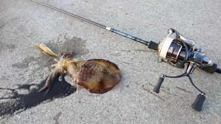 台風後の秋イカ調査