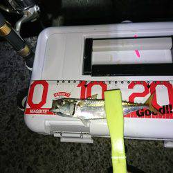 アジングとタチウオ