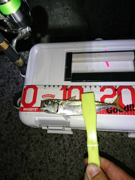 アジングとタチウオ