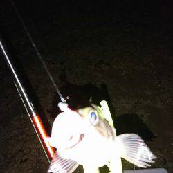 タチウオは遠いなぁ