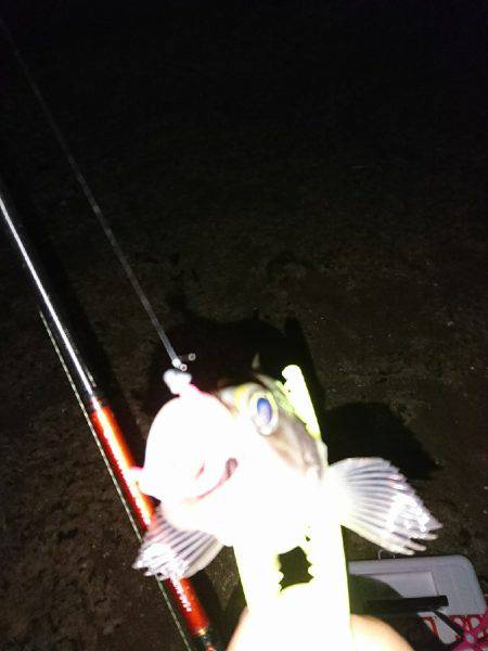 タチウオは遠いなぁ