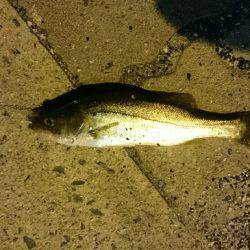 アジングで豆アジ釣り