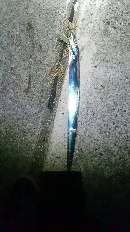 太刀魚ワインド