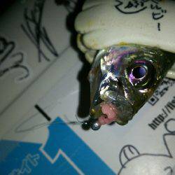 秋の夜長にナイトアジングはいかが？(笑)