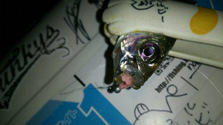 秋の夜長にナイトアジングはいかが？(笑)