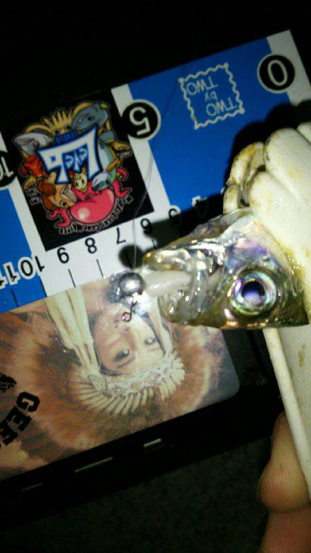 ちょっとテクニカルな豆アジでした(笑)