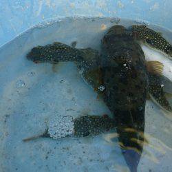 三重南部釣（調）査 2回目