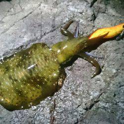 越前エギングランガン