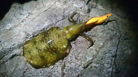 越前エギングランガン