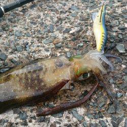 伊根方面エギング釣行