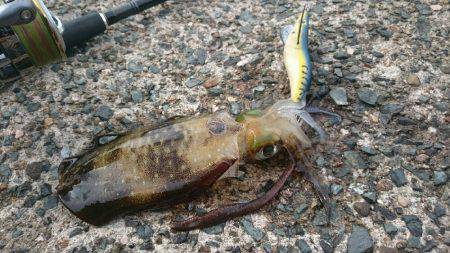 伊根方面エギング釣行