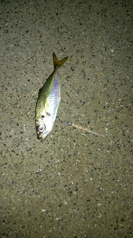 雨上がりアジング！