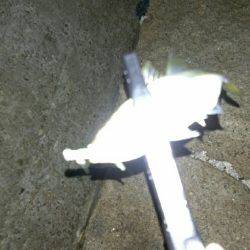 暴風アジングっ！！