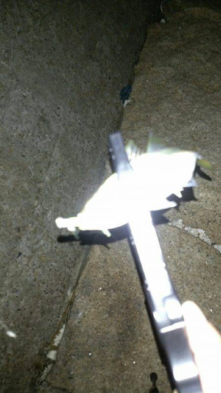 暴風アジングっ！！