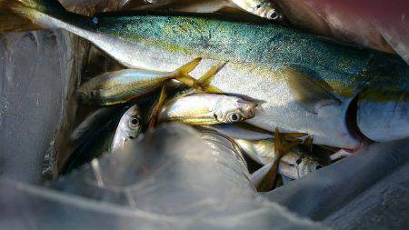 夜明け前からサビキ釣り♪