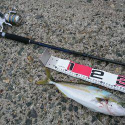 イカ、ツバス なんとかget♪