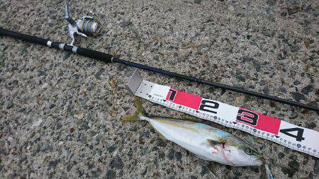 イカ、ツバス なんとかget♪