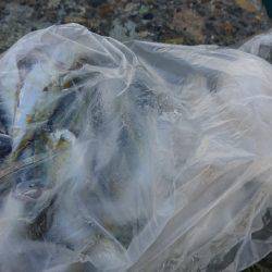 子供とファミリーフィッシング♪