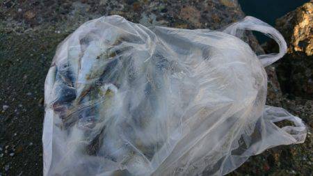 子供とファミリーフィッシング♪