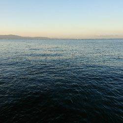 朝イチ 青物狙い。 久々に釣れました