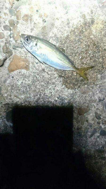 まだまだですな。