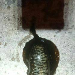 台風前に何とか。