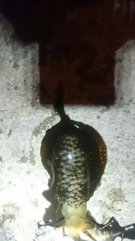 台風前に何とか。