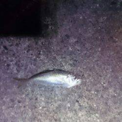 台風後は惨敗。